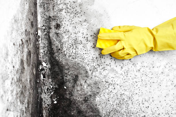 Certified Mold Removal in Bentleyville, PA