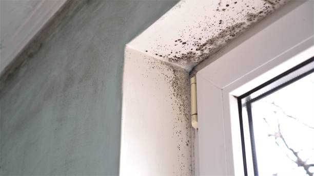 Best Residential Mold Removal  in Bentleyville, PA