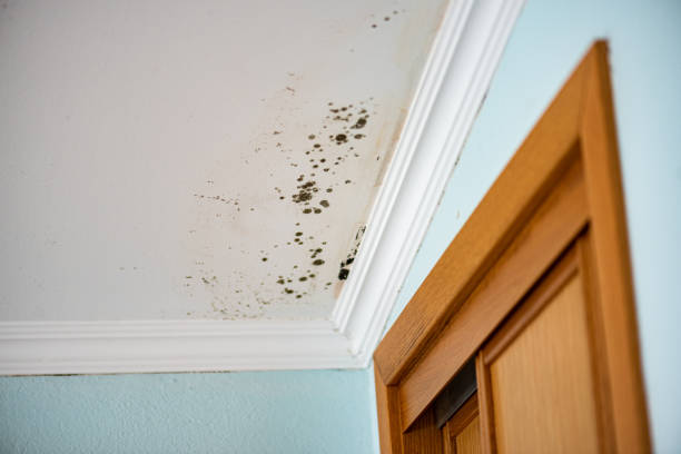 Best Mold Testing  in Bentleyville, PA