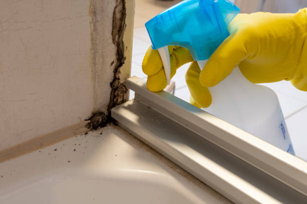 Best Mold Remediation  in Bentleyville, PA