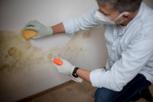 Best Mold Cleaning Services  in Bentleyville, PA