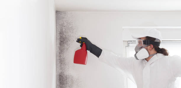 Best Mold Removal Near Me  in Bentleyville, PA