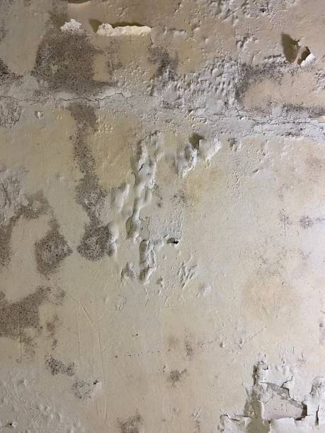 Best Crawl Space Mold Removal  in Bentleyville, PA