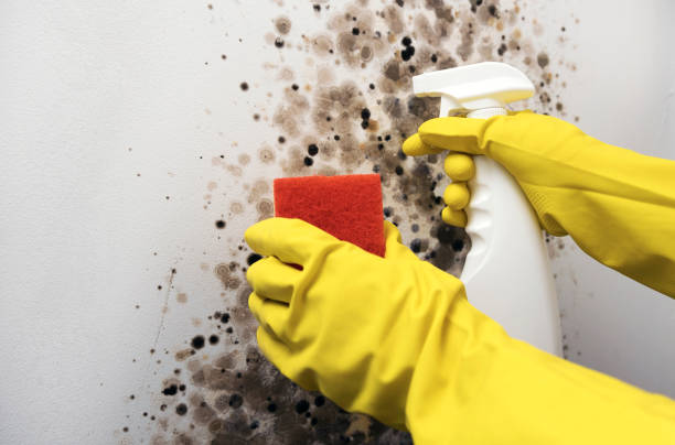 Best Mold Removal Company Near Me  in Bentleyville, PA
