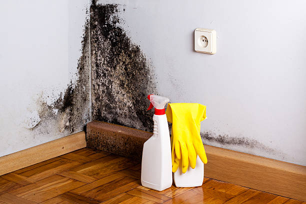 Best Emergency Mold Removal  in Bentleyville, PA