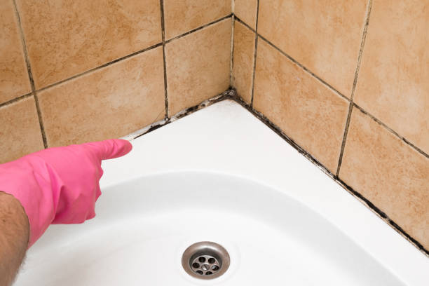 Reliable Bentleyville, PA Mold Removal Solutions